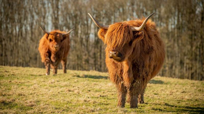 Two shaggy Highland cows stand in a grassy field, one in sharp focus in the foreground.