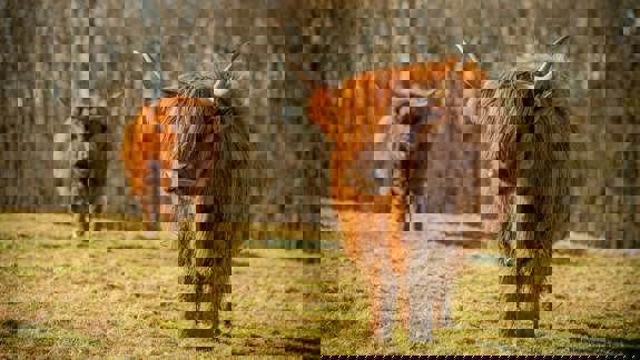 Two shaggy Highland cows stand in a grassy field, one in sharp focus in the foreground.