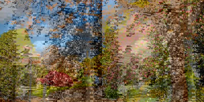 A walking path through a botanical garden with a glasshouse in the distance and a large tree with pink blossoms in the foreground.