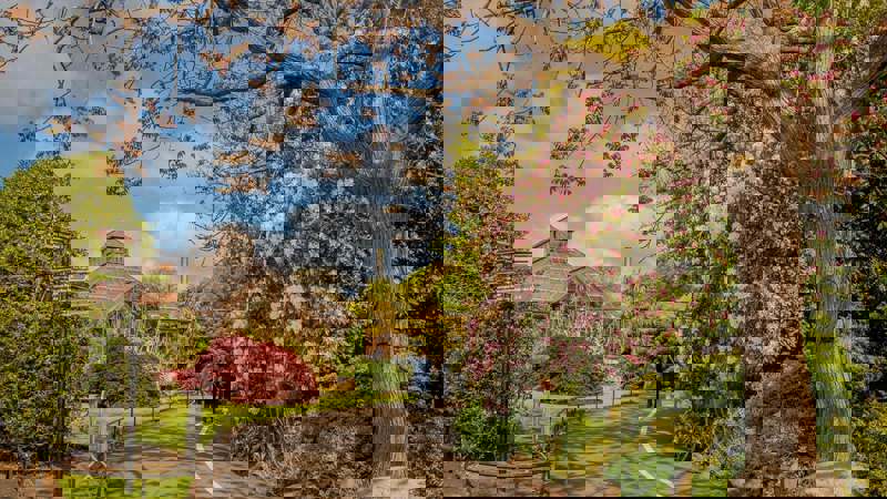 A walking path through a botanical garden with a glasshouse in the distance and a large tree with pink blossoms in the foreground.