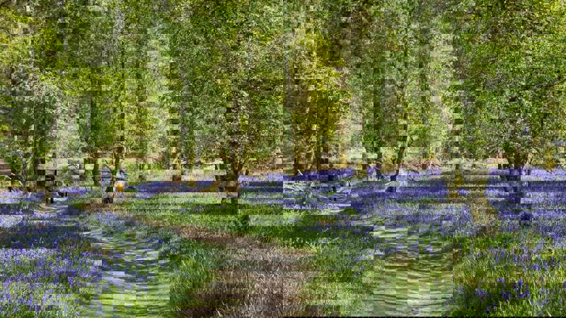 A winding dirt path cuts through a sun-dappled forest floor carpeted in a vibrant expanse of purple bluebell flowers.