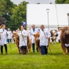 People in white coats lead large Highland cows on leashes across a grassy field.