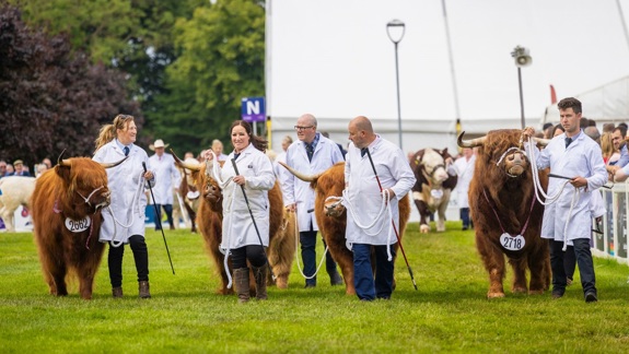 People in white coats lead large Highland cows on leashes across a grassy field.