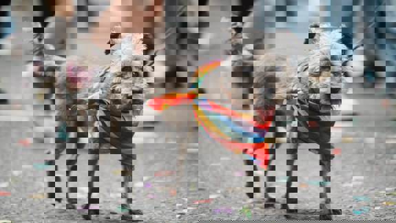 A small grey dog wearing a rainbow scarf walks on a city street covered in confetti, surrounded by people during a lively outdoor event or parade.
