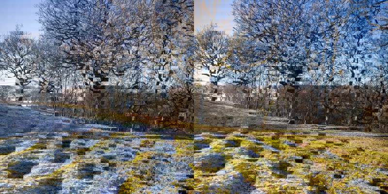 The low, grassy mounds of the ancient Antonine Wall, a Roman frontier, snake through a field with bare trees.