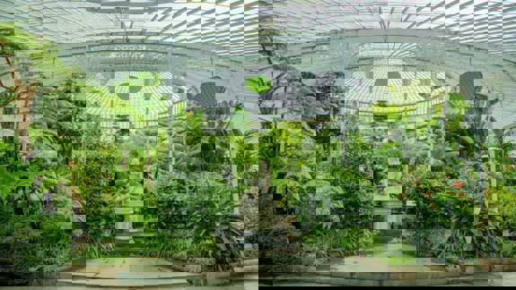 A lush indoor garden with tropical plants and a white statue under a glass dome.