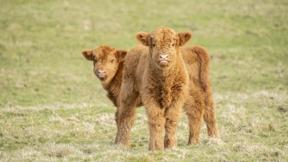 Two fluffy, light brown Highland calves stand close together in a field of grass.