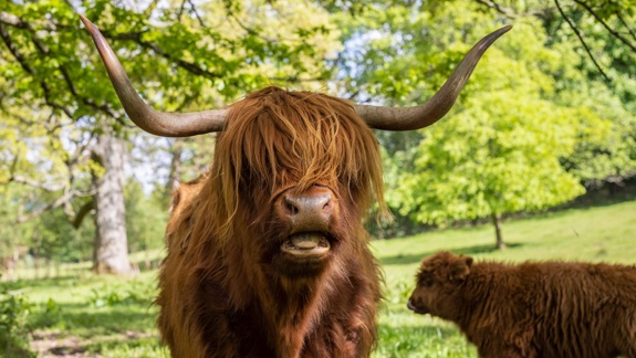 A large, brown Highland cow and a small calf stand in a field with trees.