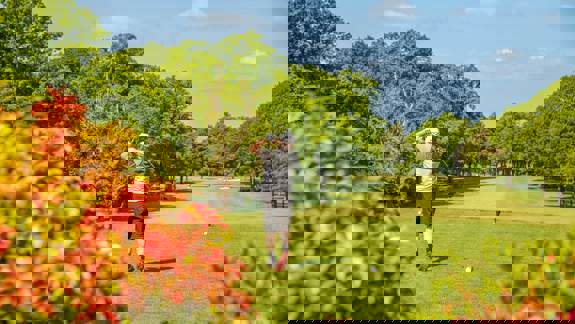 A golfer in a grey and black shirt hits a ball on a lush, green course surrounded by trees under a bright blue sky.