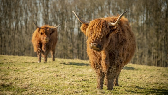 Two large, brown Highland cows with horns stand in a field with trees in the background.