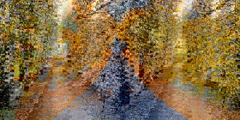 A tree-lined path in Glasgow’s Queen’s Park covered in autumn leaves, with golden foliage and blue sky overhead.
