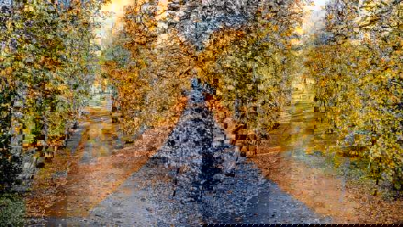 A tree-lined path in Glasgow’s Queen’s Park covered in autumn leaves, with golden foliage and blue sky overhead.