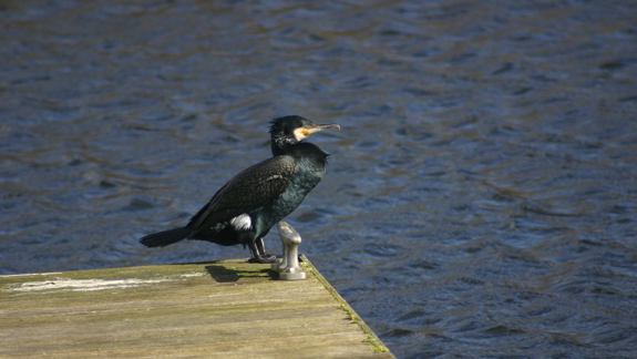 A cormorant with its beak slightly open and head turned to the side, standing on a wooden pier with metal fixtures. The bird has dark, glossy feathers with white patches on its wings. The water behind it is dark and rippled.