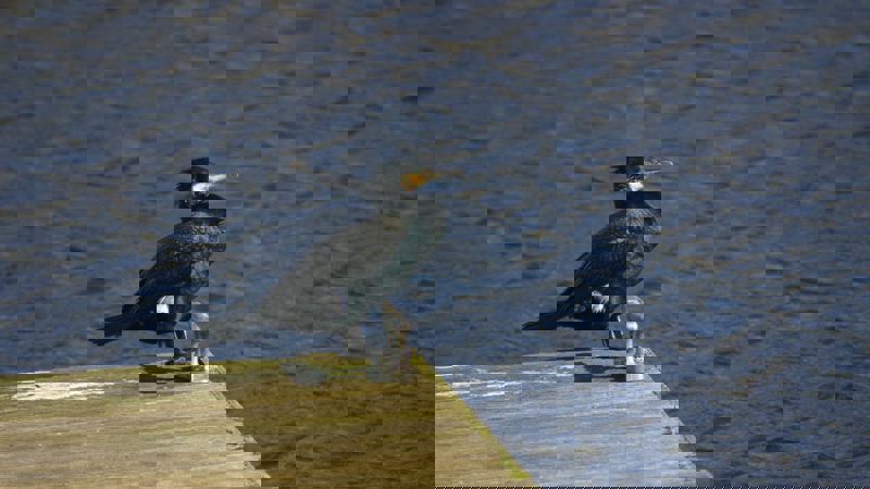 A cormorant with its beak slightly open and head turned to the side, standing on a wooden pier with metal fixtures. The bird has dark, glossy feathers with white patches on its wings. The water behind it is dark and rippled.