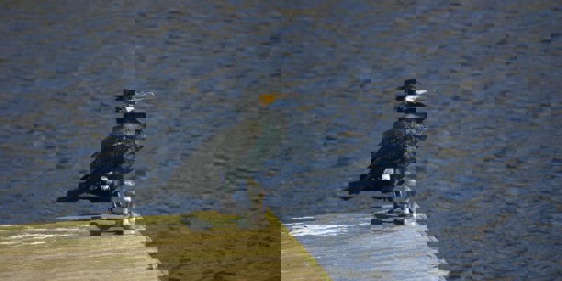 A cormorant with its beak slightly open and head turned to the side, standing on a wooden pier with metal fixtures. The bird has dark, glossy feathers with white patches on its wings. The water behind it is dark and rippled.