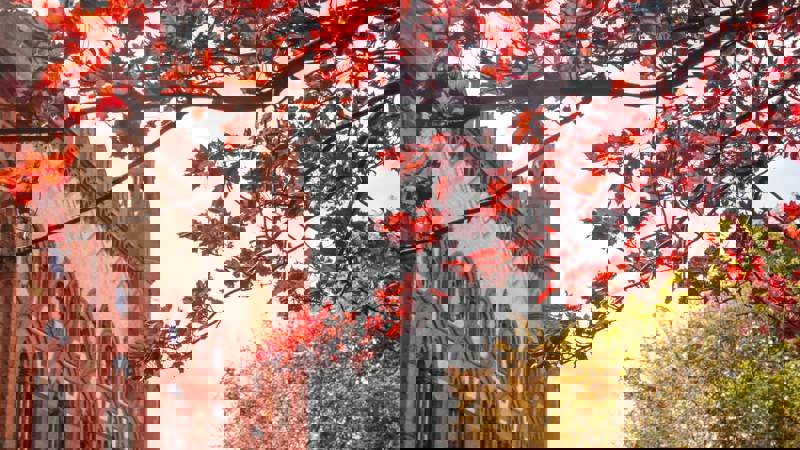 Autumn scene with red maple leaves in the foreground and a historic red-brick building with decorative round windows and a patterned facade in the background