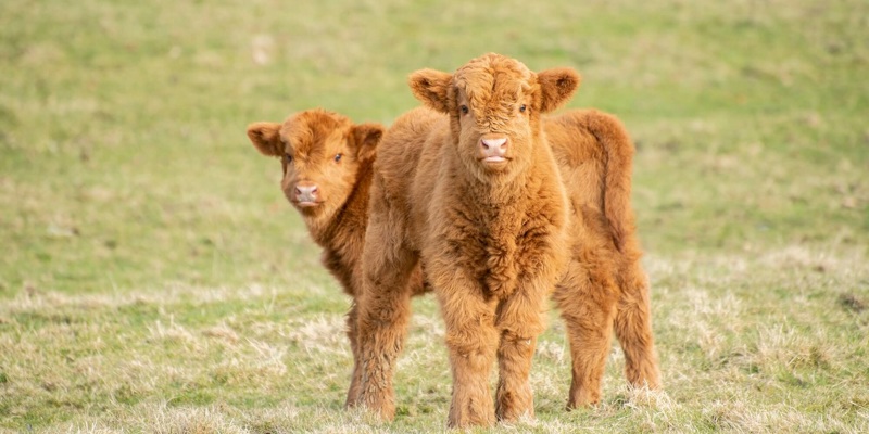 Two shaggy, ginger Highland calves stand together in a grassy field.
