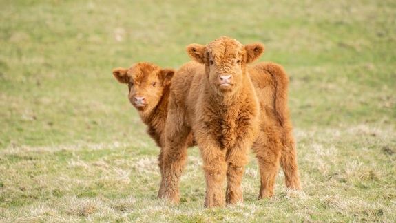 Two shaggy, ginger Highland calves stand together in a grassy field.