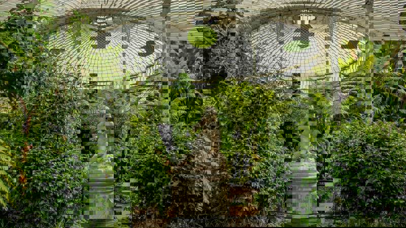 A classical white statue of a reclining figure nestled among lush green plants inside a large glasshouse.