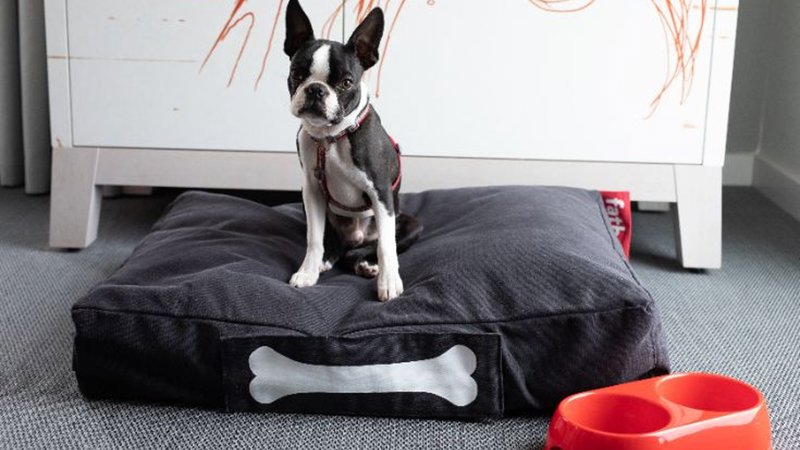 A small black and white dog sits on a large cushion with a bone design, next to a red food bowl, in a modern room with grey carpet and white furniture.