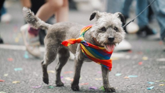 A small grey dog wearing a rainbow scarf walks on a city street covered in confetti, surrounded by people during a lively outdoor event or parade.