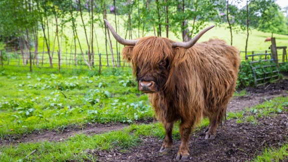 A brown Highland cow with long horns stands in a green, grassy field.
