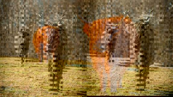 Two Highland cows, with long horns and shaggy brown hair, stand in a field with a blurred background of trees.