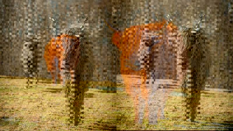 Two Highland cows, with long horns and shaggy brown hair, stand in a field with a blurred background of trees.