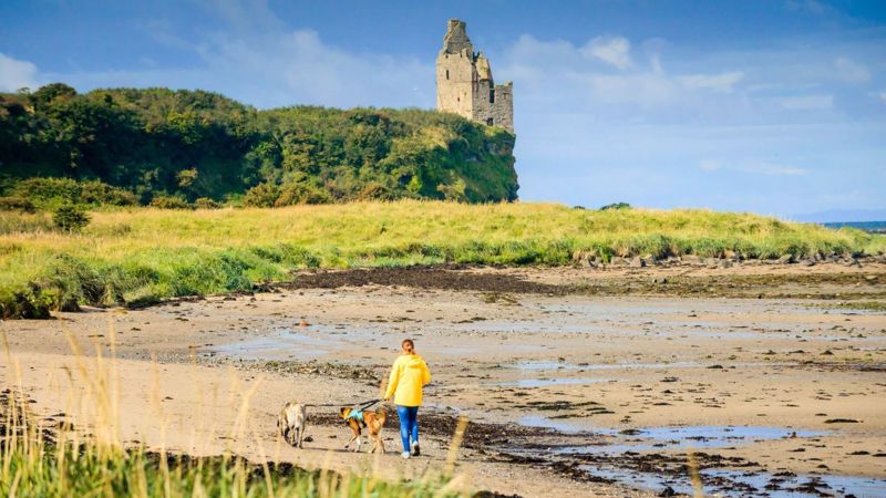 A person in a yellow jacket walks two dogs on a sandy beach below a grassy cliff with the ruins of Greenan Castle in the distance.