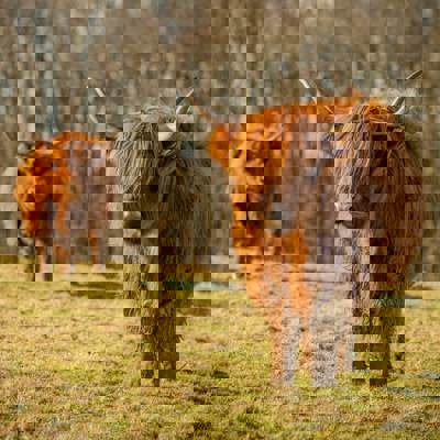 Two long-haired Highland cows stand on a grassy field, with one cow closer to the camera and a line of trees behind them.