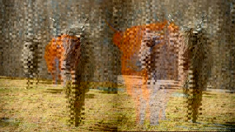 Two long-haired Highland cows stand on a grassy field, with one cow closer to the camera and a line of trees behind them.