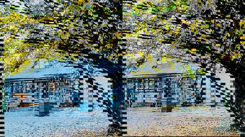 Dandelion Cafe building is partially visible behind a tree with yellowing leaves and branches in the foreground.