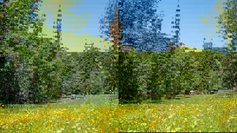 A bright, sunny image of a green field filled with yellow flowers in the foreground. Trees line the middle ground, with the prominent tower of Glasgow University's main building visible behind them against a clear blue sky.