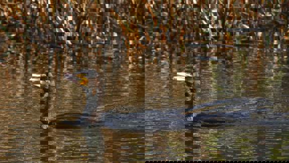 A close-up of a Great Cormorant bird swimming in a canal with reeds on the bank.